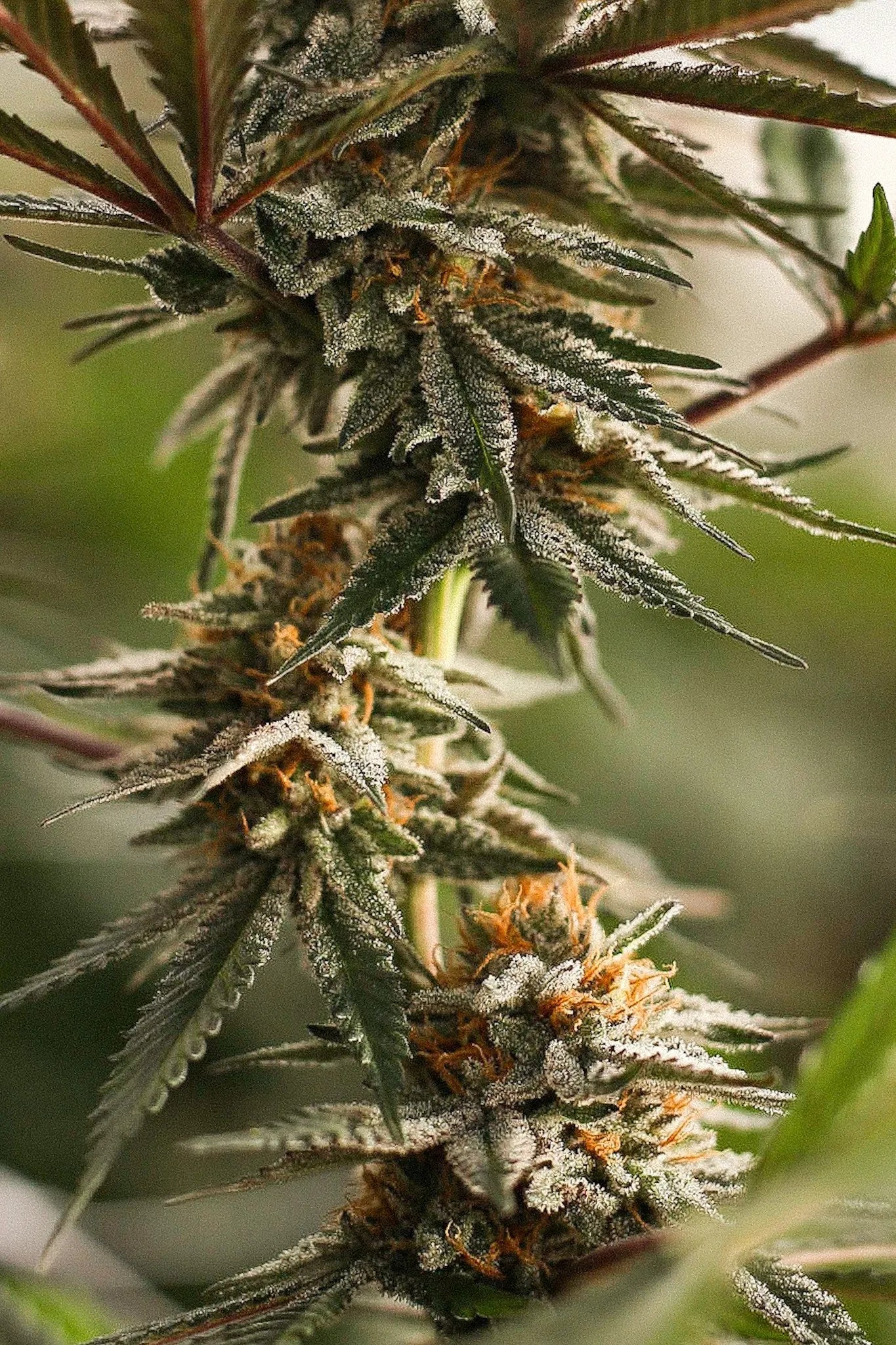 How Long Does THCA Stay In Your System?