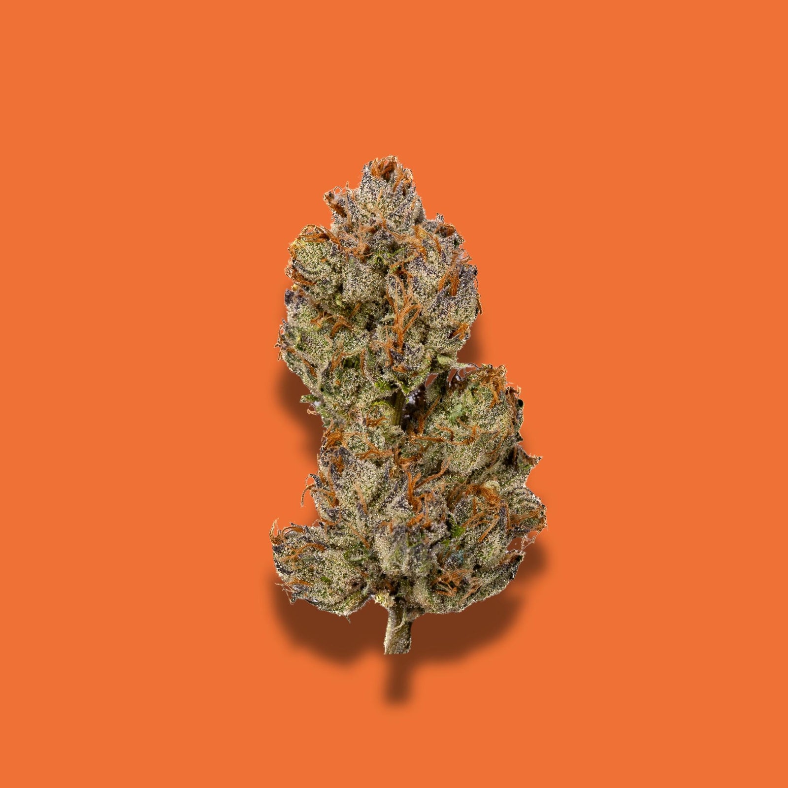 Zangria THCA
